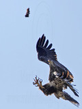 _MG_5319 Bald Eagle.jpg