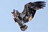 _MG_5320 Bald Eagle.jpg