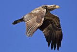 _MG_5369 Bald Eagle.jpg