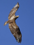 _MG_5388 Bald Eagle.jpg