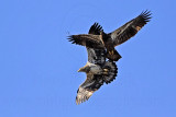 _MG_5474 Bald Eagle.jpg