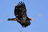 _MG_5591 Bald Eagle.jpg