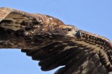 _MG_5721 Bald Eagle.jpg