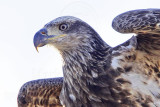 _MG_6415crop Bald Eagle.jpg