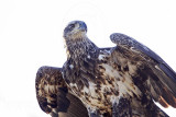 _MG_6420 Bald Eagle.jpg