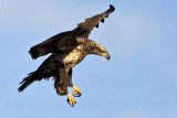 _MG_6440 Bald Eagle.jpg