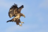 _MG_6441 Bald Eagle.jpg