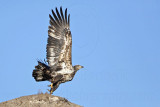_MG_6610 Bald Eagle.jpg