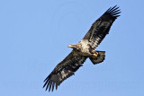 _MG_8246 Bald Eagle.jpg