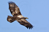_MG_8256 Bald Eagle.jpg
