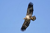_MG_8273 Bald Eagle.jpg