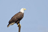 _MG_8966 Bald Eagle.jpg