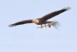 _MG_4650 Bald Eagle.jpg