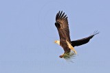 _MG_4661 Bald Eagle.jpg