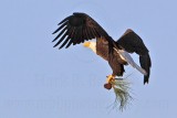 _MG_4662 Bald Eagle.jpg