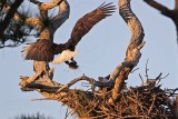 _MG_5070 Bald Eagle.jpg