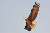 _MG_5094 Bald Eagle.jpg