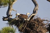 _MG_3036 Bald Eagle.jpg