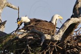 _MG_3036crop Bald Eagle.jpg