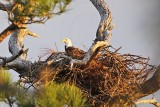 _MG_2762 Bald Eagle.jpg