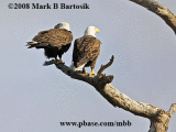 _MG_5346-42 Bald Eagle.gif