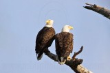 _MG_5645 Bald Eagle.jpg