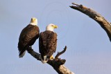 _MG_5665 Bald Eagle.jpg