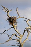 _MG_5770 Bald Eagle.jpg