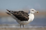 _MG_1723 Great Black-backed Gull.jpg