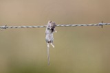_MG_3638 Loggerhead Shrikes impaled food.jpg