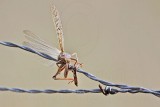 _MG_4234 Loggerhead Shrikes impaled food.jpg