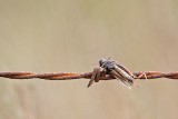 _MG_4380 Loggerhead Shrikes impaled food.jpg