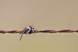 _MG_4387 Loggerhead Shrikes impaled food.jpg