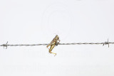 _MG_4937 Loggerhead Shrikes impaled food.jpg