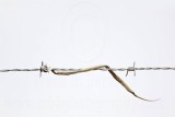 _MG_4953 Loggerhead Shrikes impaled food.jpg