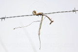 _MG_5004 Loggerhead Shrikes impaled food.jpg