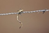 _MG_5033 Loggerhead Shrikes impaled food.jpg