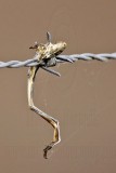 _MG_5033crop Loggerhead Shrikes impaled food.jpg