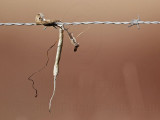 _MG_5073 Loggerhead Shrikes impaled food.jpg