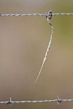 _MG_5091 Loggerhead Shrikes impaled food.jpg