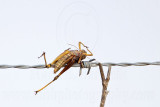 _MG_5101crop Loggerhead Shrikes impaled food.jpg