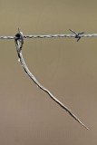 _MG_5195 Loggerhead Shrikes impaled food.jpg