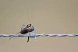 _MG_5212 Loggerhead Shrikes impaled food.jpg