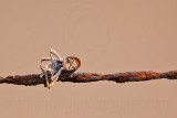_MG_5442 Loggerhead Shrikes impaled food.jpg