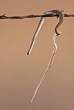 _MG_5507 Loggerhead Shrikes impaled food.jpg