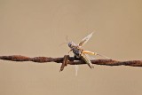 _MG_5529 Loggerhead Shrikes impaled food.jpg
