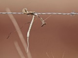 _MG_5748 Loggerhead Shrikes impaled food.jpg