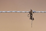_MG_5908 Loggerhead Shrikes impaled food.jpg