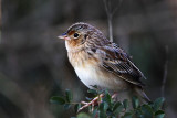 _MG_1330 Grasshopper Sparrow.jpg