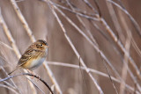 _MG_2046 Grasshopper Sparrow.jpg
